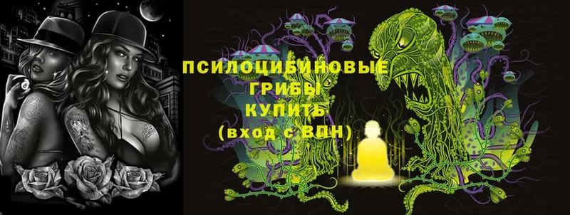 где купить наркоту  Железногорск-Илимский  Галлюциногенные грибы Psilocybe 